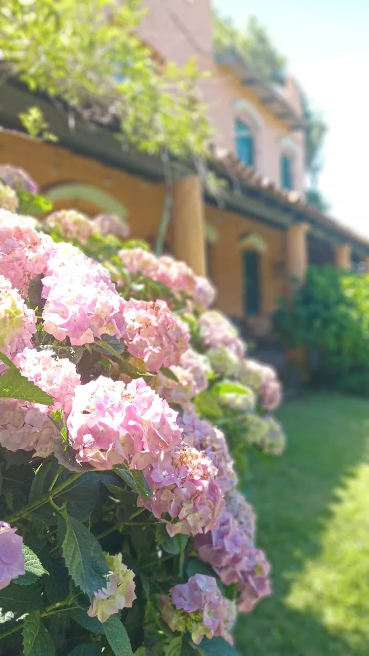 Flores con casa de fondo